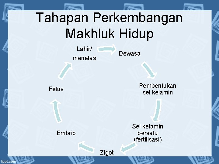 Tahapan Perkembangan Makhluk Hidup Lahir/ menetas Dewasa Pembentukan sel kelamin Fetus Sel kelamin bersatu