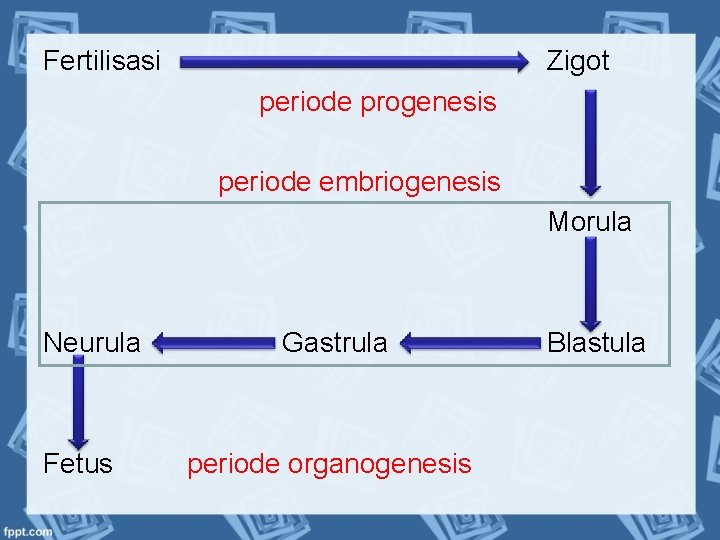 Fertilisasi Zigot periode progenesis periode embriogenesis Morula Neurula Fetus Gastrula periode organogenesis Blastula 