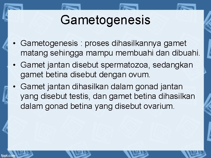 Gametogenesis • Gametogenesis : proses dihasilkannya gamet matang sehingga mampu membuahi dan dibuahi. •