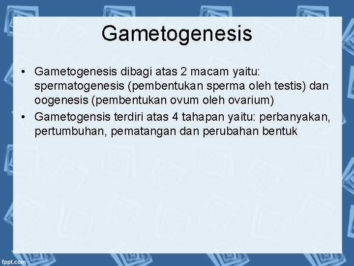 Gametogenesis • Gametogenesis dibagi atas 2 macam yaitu: spermatogenesis (pembentukan sperma oleh testis) dan