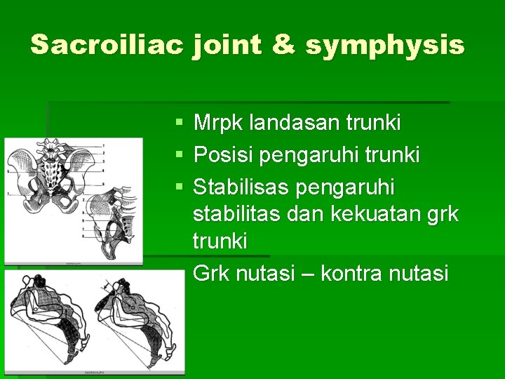 Sacroiliac joint & symphysis § § § Mrpk landasan trunki Posisi pengaruhi trunki Stabilisas