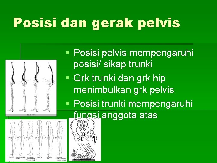 Posisi dan gerak pelvis § Posisi pelvis mempengaruhi posisi/ sikap trunki § Grk trunki