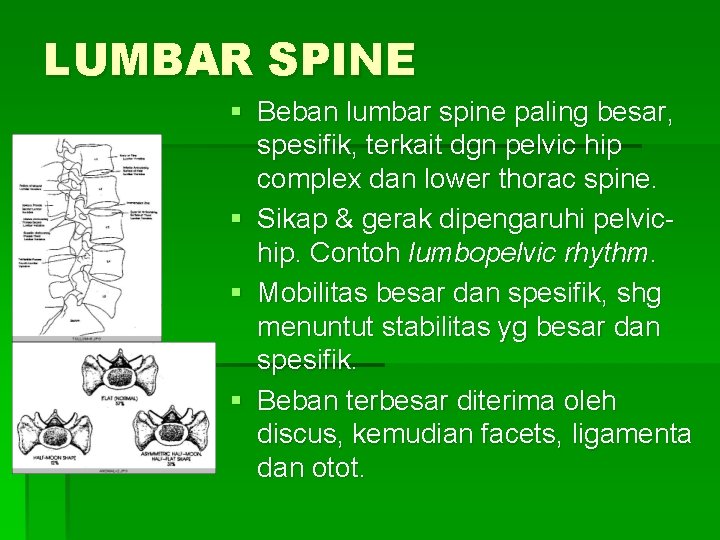 LUMBAR SPINE § Beban lumbar spine paling besar, spesifik, terkait dgn pelvic hip complex
