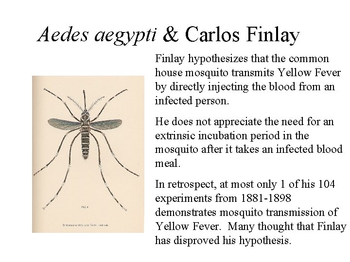 Aedes aegypti & Carlos Finlay hypothesizes that the common house mosquito transmits Yellow Fever