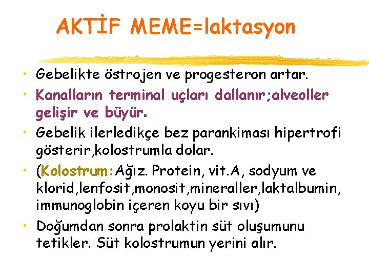 AKTİF MEME=laktasyon • Gebelikte östrojen ve progesteron artar. • Kanalların terminal uçları dallanır; alveoller