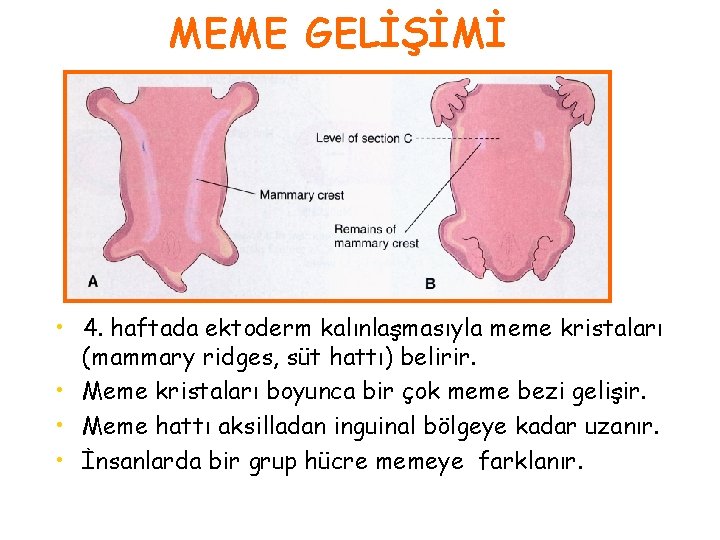 MEME GELİŞİMİ • 4. haftada ektoderm kalınlaşmasıyla meme kristaları (mammary ridges, süt hattı) belirir.