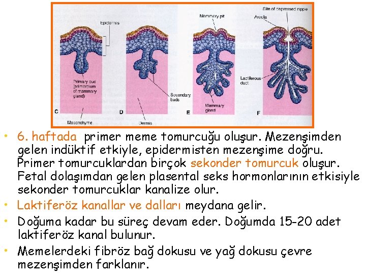  • 6. haftada primer meme tomurcuğu oluşur. Mezenşimden gelen indüktif etkiyle, epidermisten mezenşime