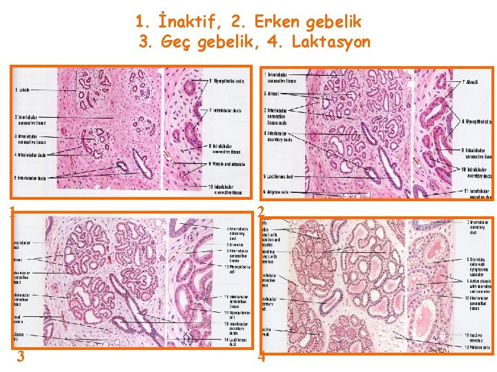 1. İnaktif, 2. Erken gebelik 3. Geç gebelik, 4. Laktasyon 1 2 3 4