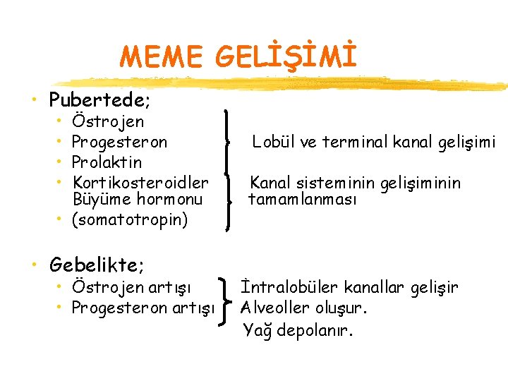 MEME GELİŞİMİ • Pubertede; • • Östrojen Progesteron Prolaktin Kortikosteroidler Büyüme hormonu • (somatotropin)