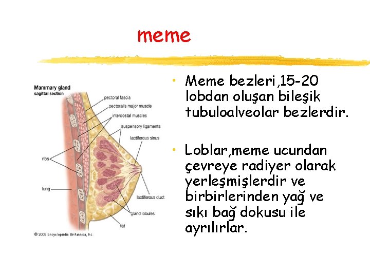 meme • Meme bezleri, 15 -20 lobdan oluşan bileşik tubuloalveolar bezlerdir. • Loblar, meme