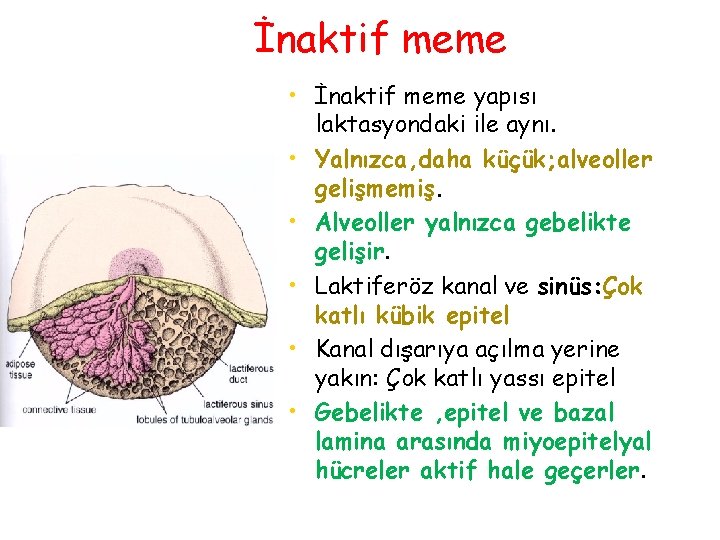 İnaktif meme • İnaktif meme yapısı laktasyondaki ile aynı. • Yalnızca, daha küçük; alveoller