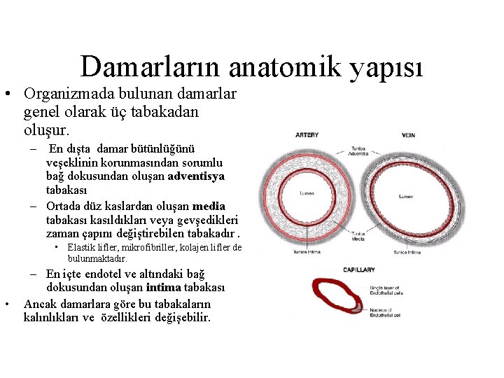 Damarların anatomik yapısı • Organizmada bulunan damarlar genel olarak üç tabakadan oluşur. – En