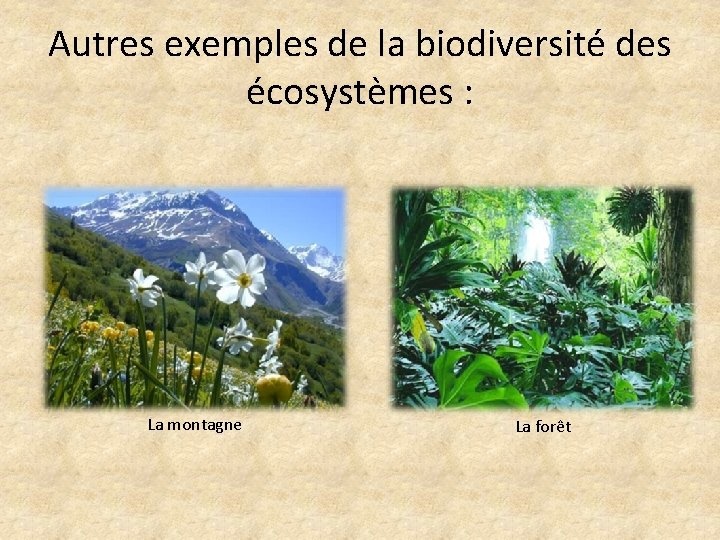 Autres exemples de la biodiversité des écosystèmes : La montagne La forêt 