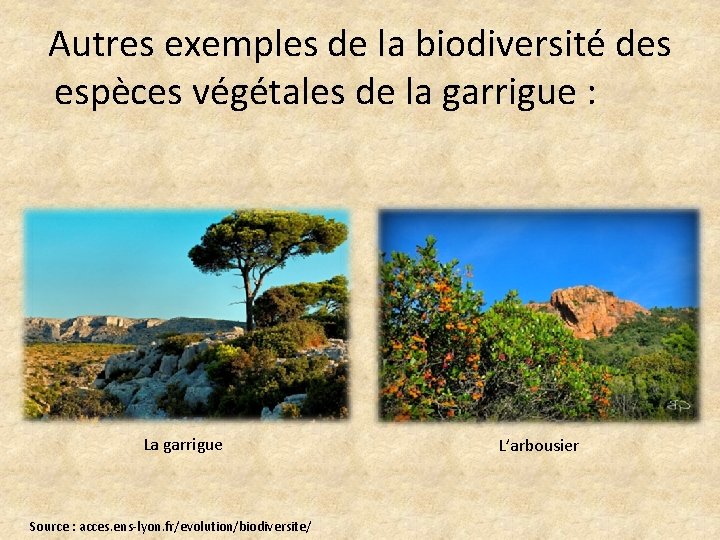 Autres exemples de la biodiversité des espèces végétales de la garrigue : La garrigue