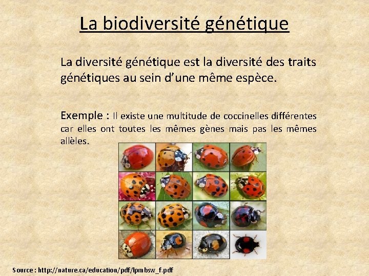 La biodiversité génétique La diversité génétique est la diversité des traits génétiques au sein