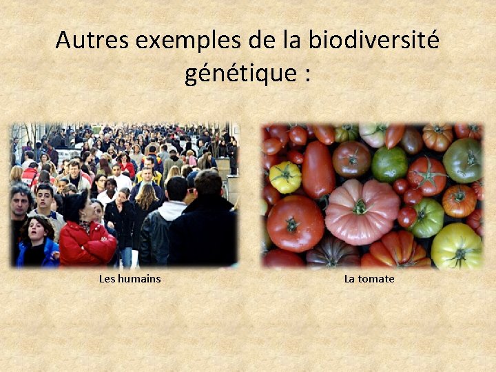 Autres exemples de la biodiversité génétique : Les humains La tomate 