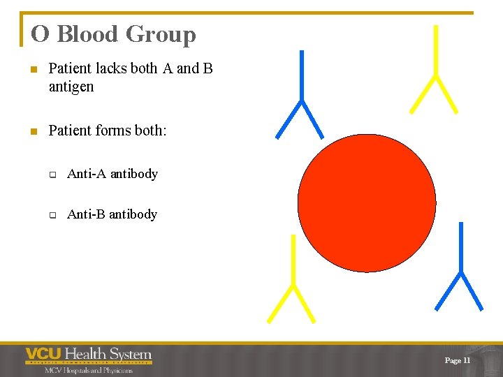 O Blood Group n Patient lacks both A and B antigen n Patient forms