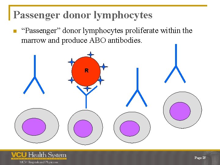 Passenger donor lymphocytes n “Passenger” donor lymphocytes proliferate within the marrow and produce ABO