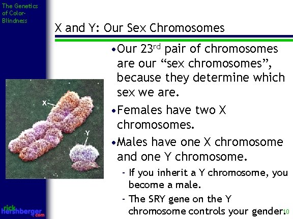 The Genetics of Color. Blindness X and Y: Our Sex Chromosomes • Our 23
