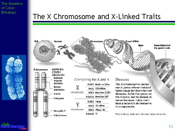 The Genetics of Color. Blindness The X Chromosome and X-Linked Traits 11 