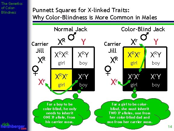 The Genetics of Color. Blindness Punnett Squares for X-linked Traits: Why Color-Blindness is More