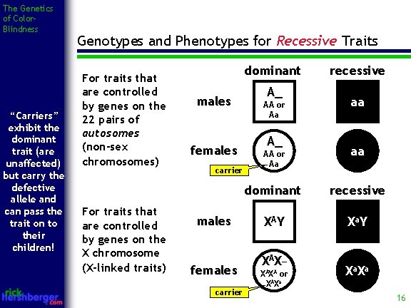 The Genetics of Color. Blindness “Carriers” exhibit the dominant trait (are unaffected) but carry