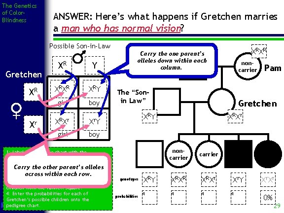The Genetics of Color. Blindness ANSWER: Here’s what happens if Gretchen marries a man