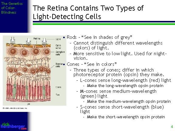 The Genetics of Color. Blindness The Retina Contains Two Types of Light-Detecting Cells •