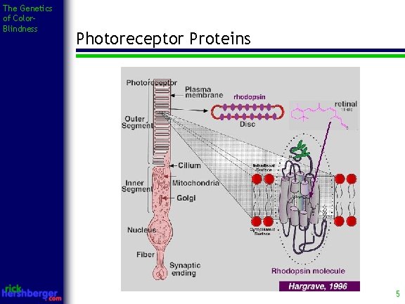 The Genetics of Color. Blindness Photoreceptor Proteins 5 