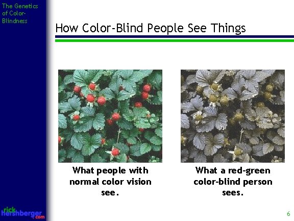 The Genetics of Color. Blindness How Color-Blind People See Things What people with normal