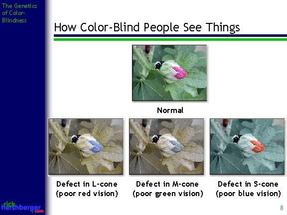 The Genetics of Color. Blindness How Color-Blind People See Things Normal Defect in L-cone