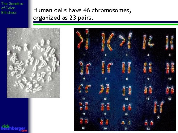 The Genetics of Color. Blindness Human cells have 46 chromosomes, organized as 23 pairs.