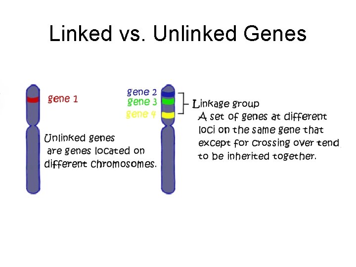 Linked vs. Unlinked Genes 