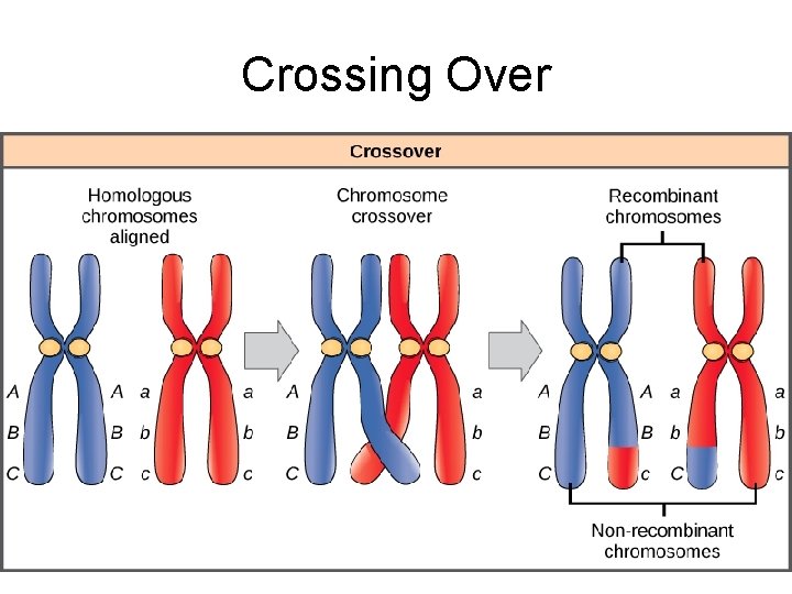 Crossing Over 