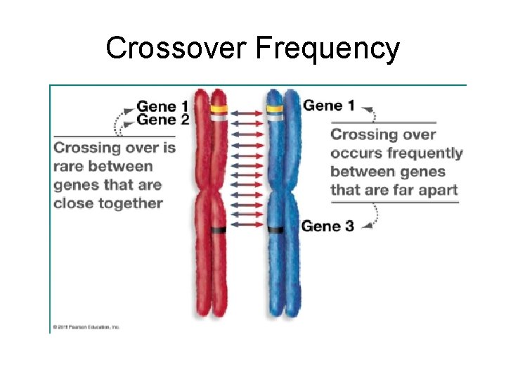 Crossover Frequency 
