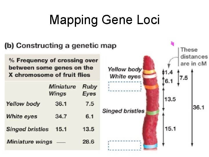Mapping Gene Loci 