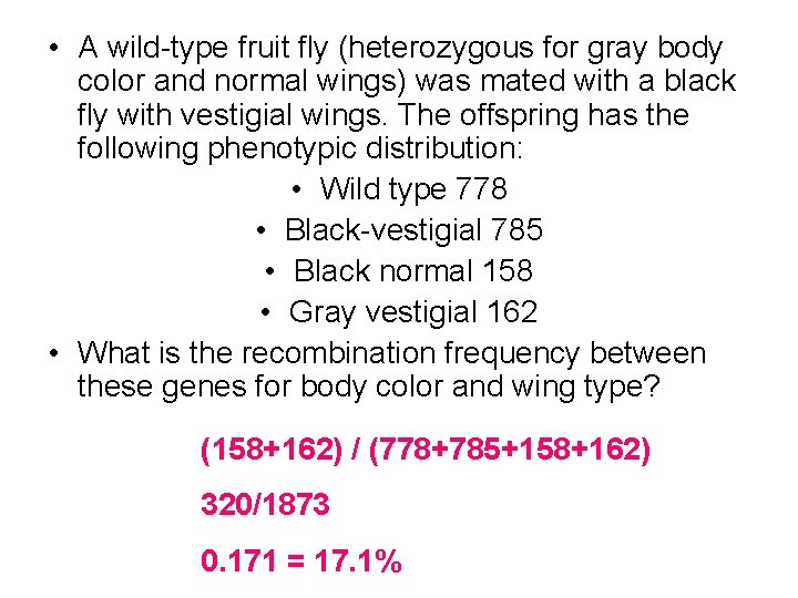  • A wild-type fruit fly (heterozygous for gray body color and normal wings)