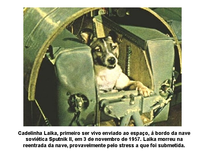 Cadelinha Laika, primeiro ser vivo enviado ao espaço, á bordo da nave soviética Sputnik