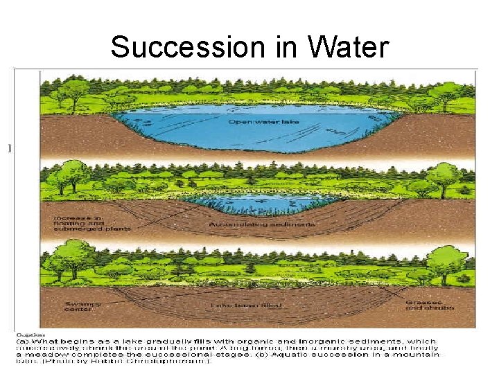 Succession in Water 