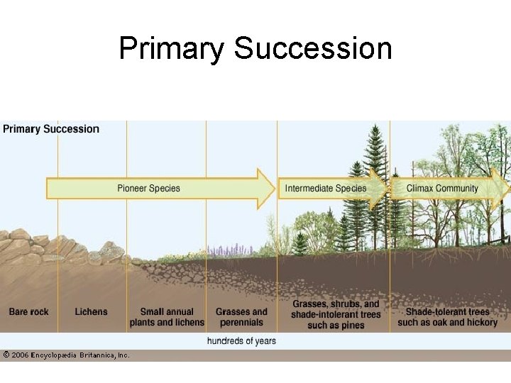 Primary Succession 