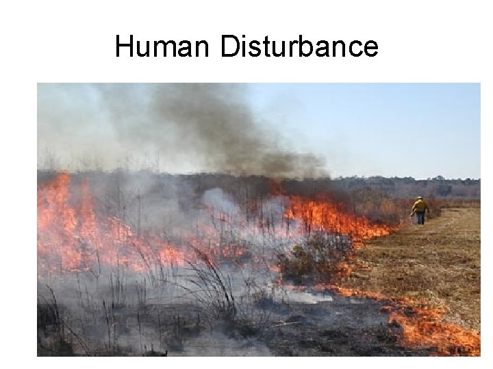 Human Disturbance 