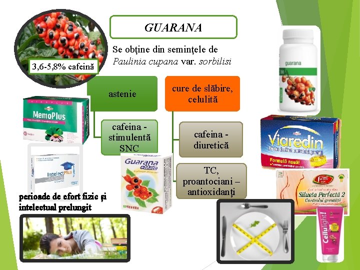 GUARANA 3, 6 -5, 8% cafeină Se obţine din seminţele de Paulinia cupana var.