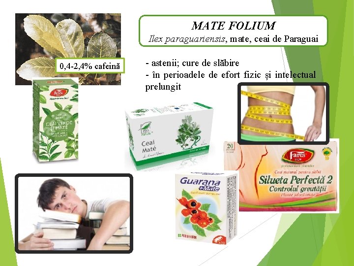MATE FOLIUM Ilex paraguariensis, mate, ceai de Paraguai 0, 4 -2, 4% cafeină -