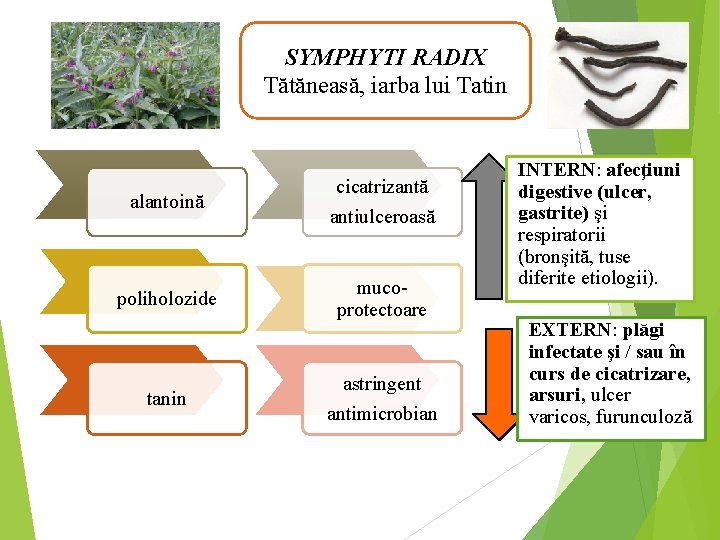 SYMPHYTI RADIX Tătăneasă, iarba lui Tatin alantoină poliholozide tanin cicatrizantă antiulceroasă mucoprotectoare astringent antimicrobian
