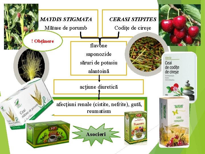 MAYDIS STIGMATA Mătase de porumb ! Obținere CERASI STIPITES Codiţe de cireşe flavone saponozide