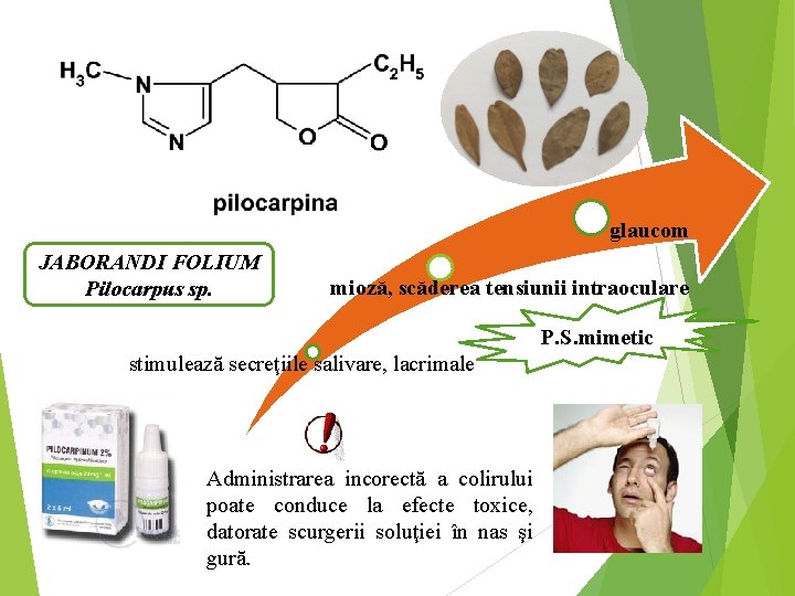 glaucom JABORANDI FOLIUM Pilocarpus sp. mioză, scăderea tensiunii intraoculare P. S. mimetic stimulează secreţiile
