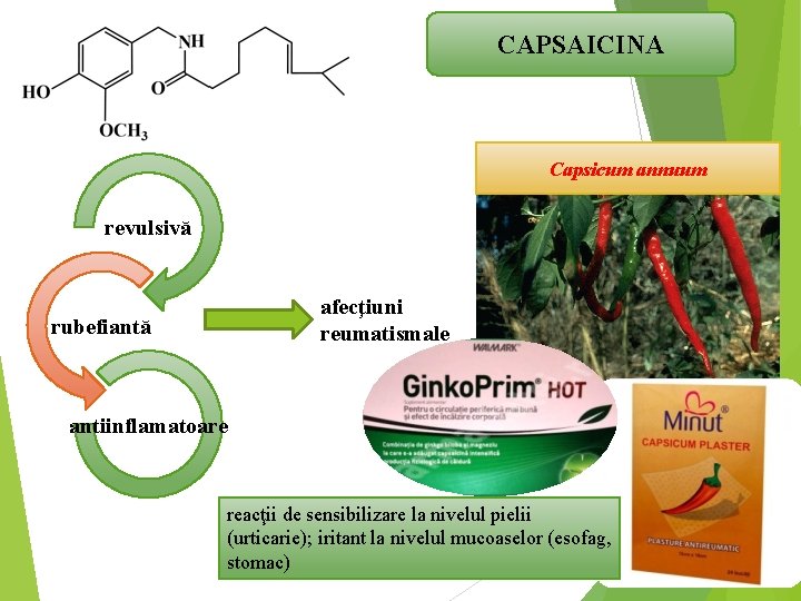 CAPSAICINA Capsicum annuum revulsivă afecţiuni reumatismale rubefiantă antiinflamatoare reacţii de sensibilizare la nivelul pielii