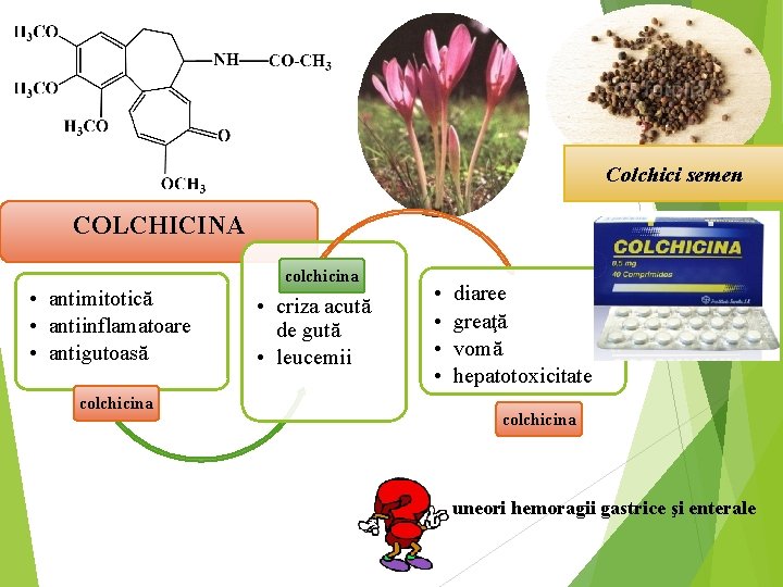 Colchici semen COLCHICINA • antimitotică • antiinflamatoare • antigutoasă colchicina • criza acută de