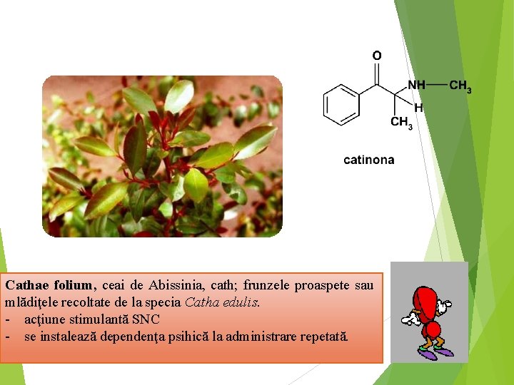 Cathae folium, ceai de Abissinia, cath; frunzele proaspete sau mlădiţele recoltate de la specia