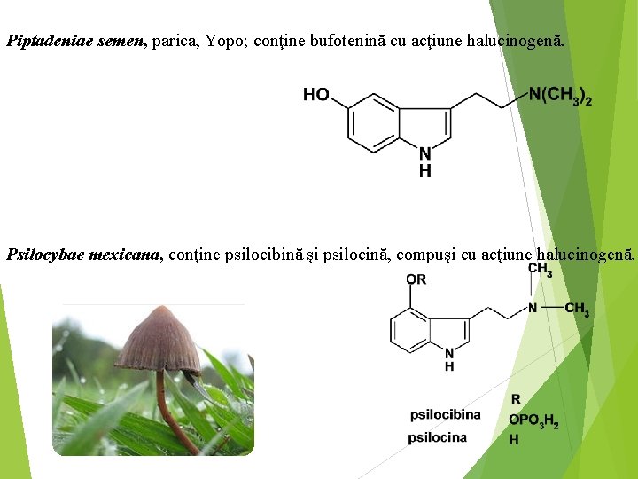 Piptadeniae semen, parica, Yopo; conţine bufotenină cu acţiune halucinogenă. Psilocybae mexicana, conţine psilocibină şi